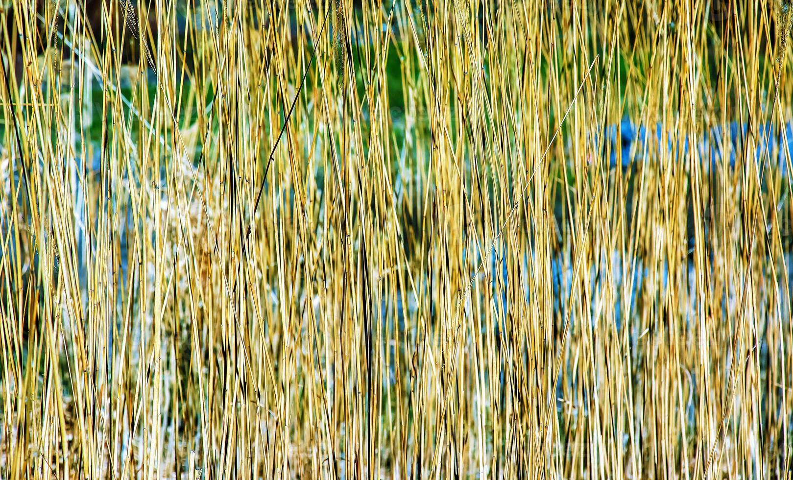 droog gras achtergrond. droog pluimen van miscanthus sinensis zwaaien in de wind in vroeg voorjaar foto