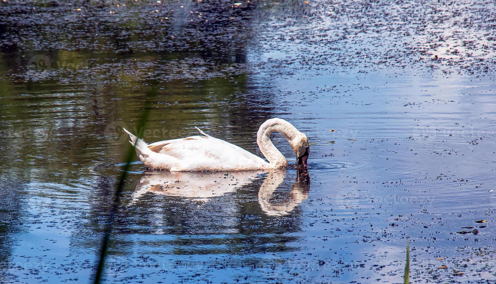 wit zwaan Aan de rivier. reflecties Aan de oppervlakte van de water. foto