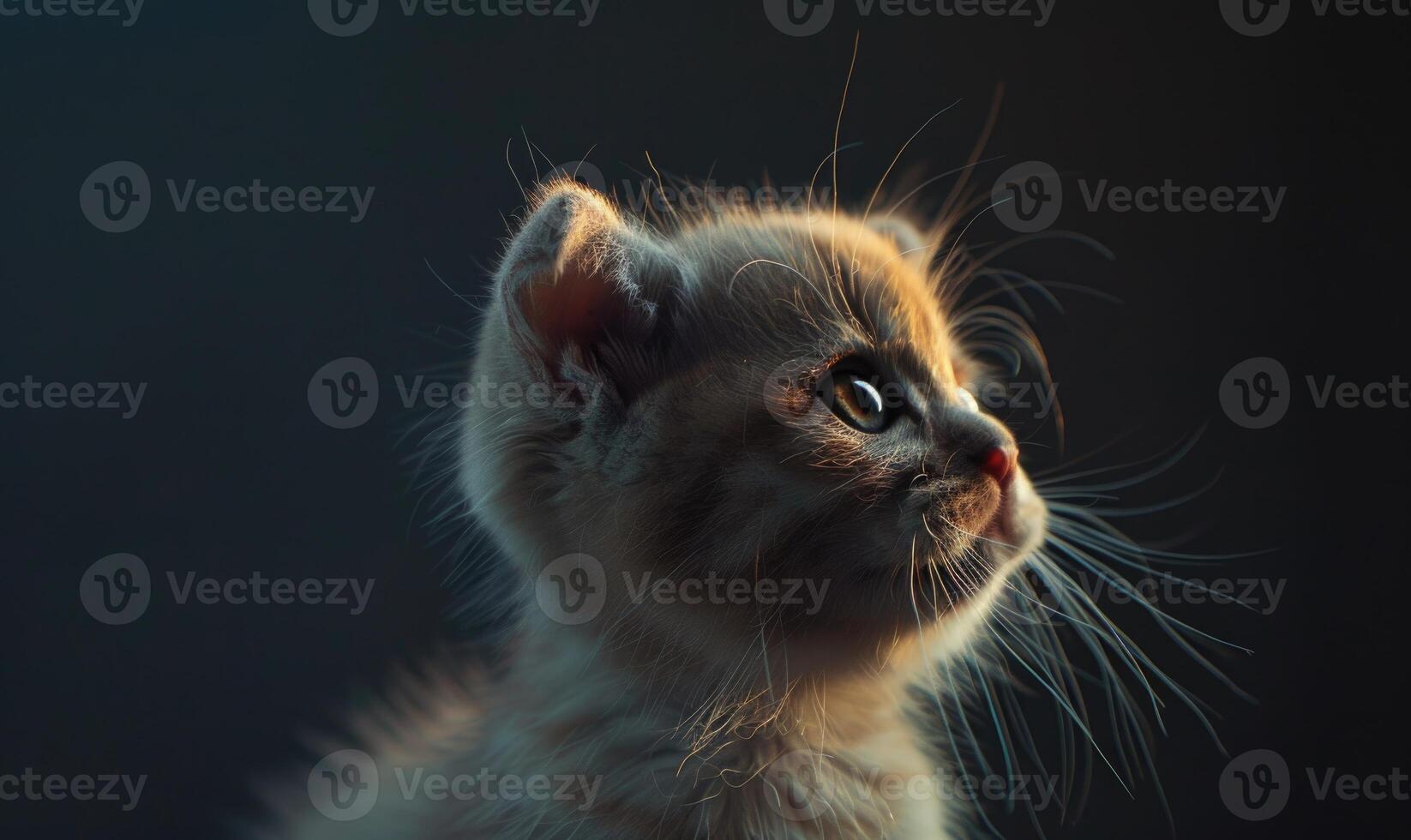 ai gegenereerd portret van een Schots vouwen katje Aan een zwart achtergrond foto