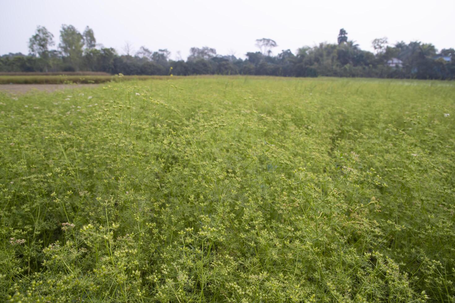 greenfield van koriander zaden oogst landschap visie foto
