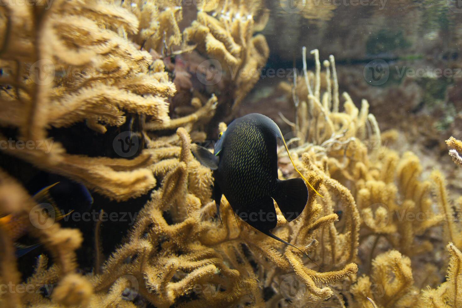 vissen in aquarium of reservoir onder water Aan vis boerderij foto