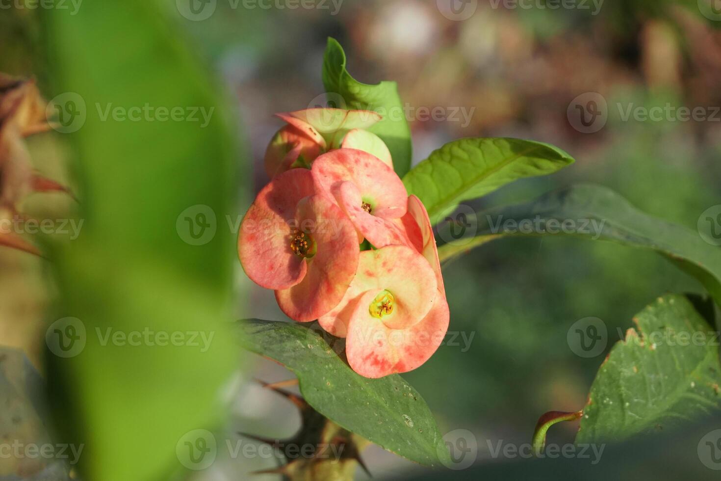 dichtbij omhoog rood euphorbia milii , kroon van doornen in pot foto