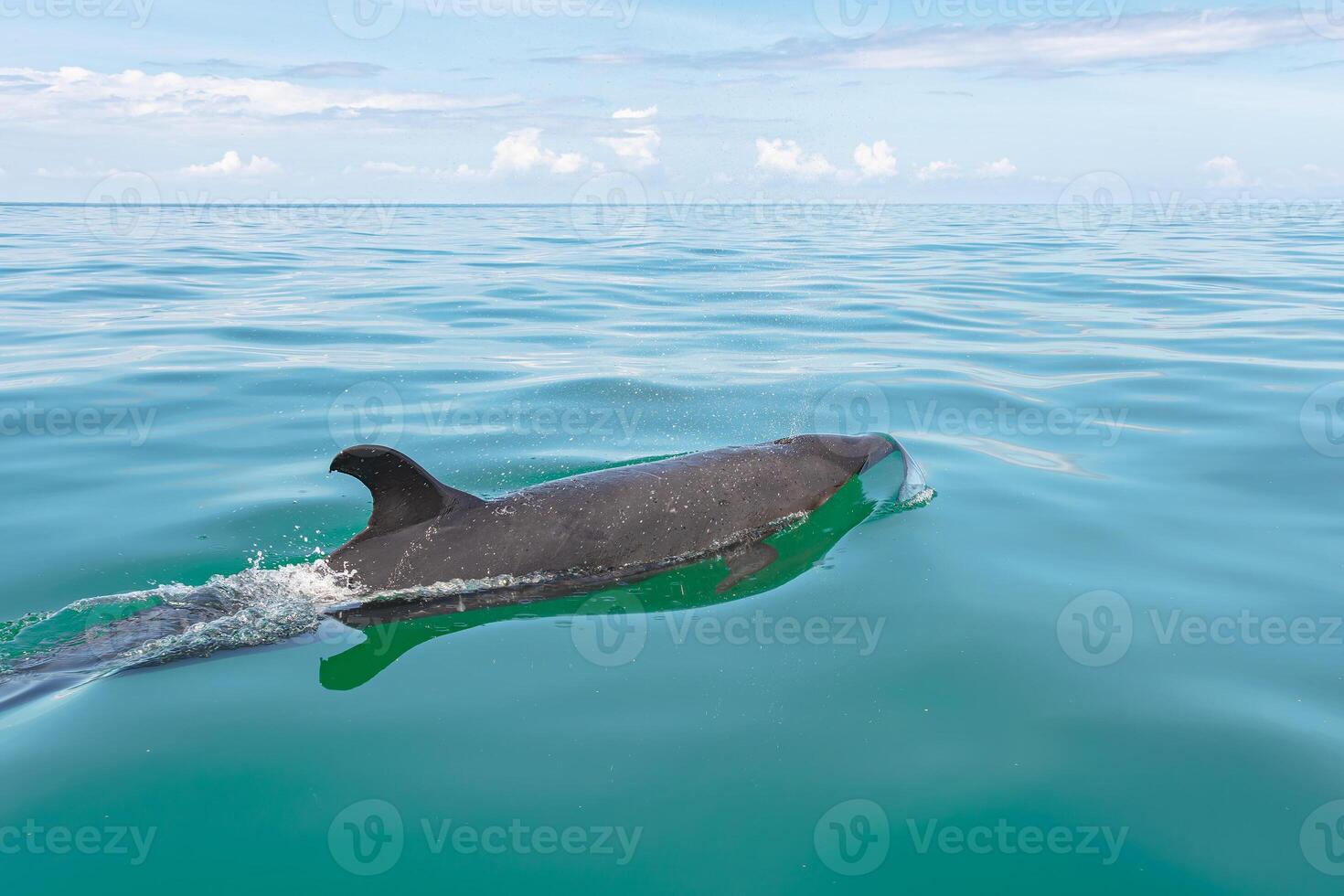 een false moordenaar walvis in mannetjeseend baai, osa schiereiland, costa rica foto