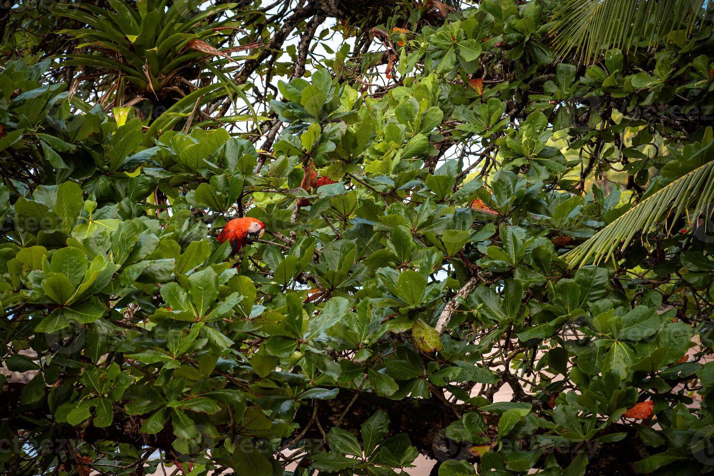 de met groene vleugels ara verborgen in de boom kroon foto