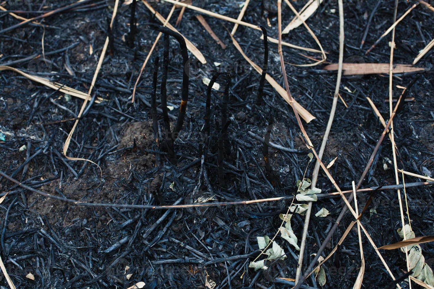 na de verbrand as van riet foto