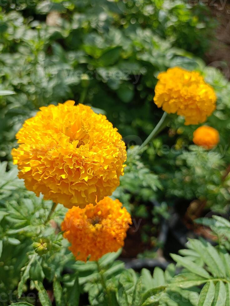 geel goudsbloemen bloeiend in een Thais tuin foto