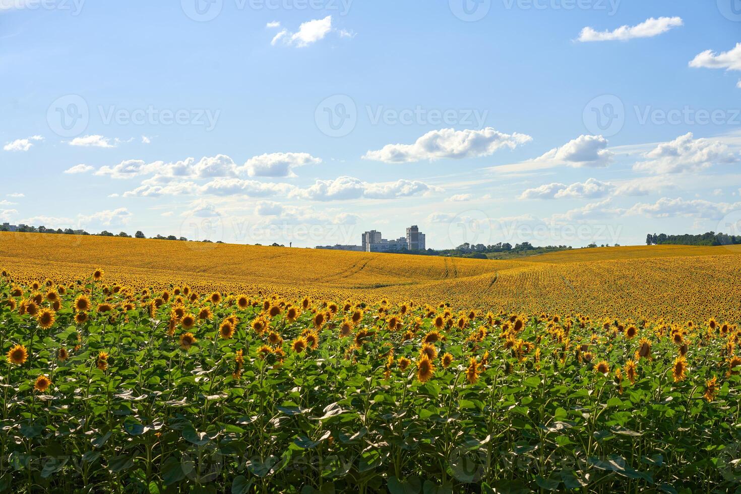zonnebloem agrarisch veld- bewolkt lucht achtergrond foto