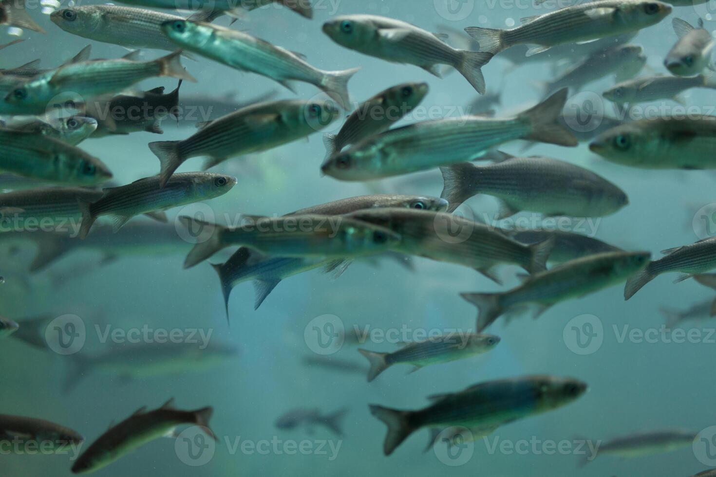 vissen in aquarium of reservoir onder water Aan vis boerderij foto