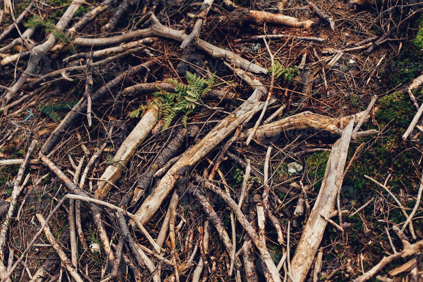 wortels van oud boom zonder grond - biologisch achtergrond foto