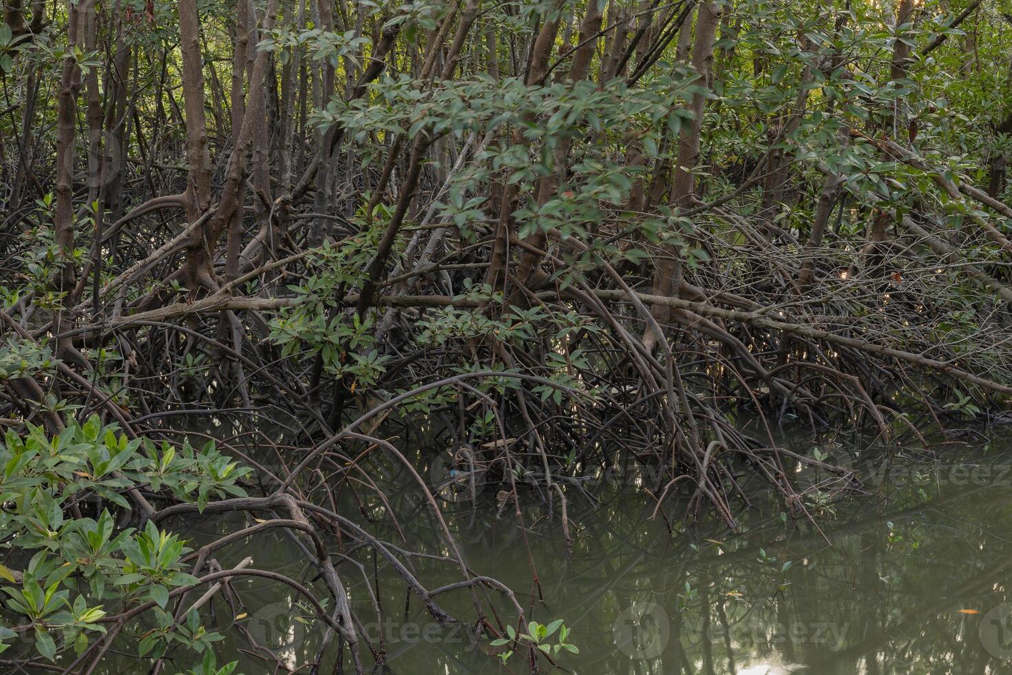 mangrove boom wortels in een wetland Oppervlakte in een natuurlijk hulpbron reserveren. foto