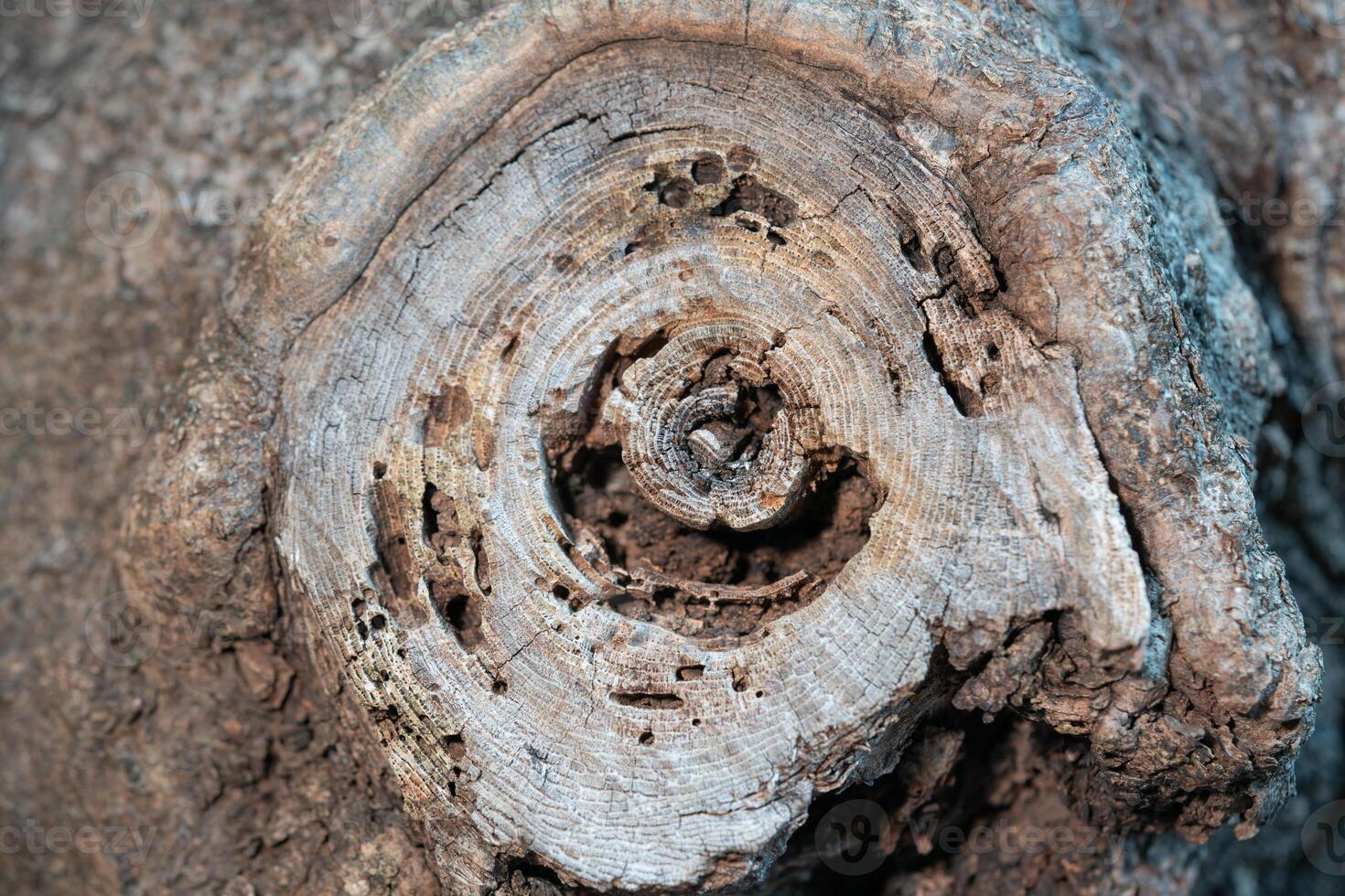 de takken van een groot boom waren besnoeiing foto