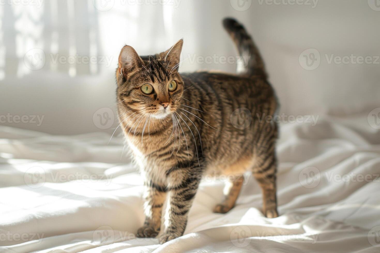 ai gegenereerd huiselijk gestreept kat Aan een knus bed. speels schattig huisdier foto