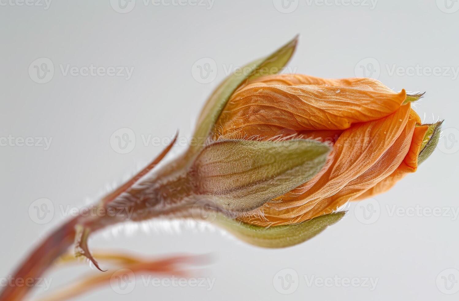 ai gegenereerd knop van bloem van fabriek van de familie ranunculaceae foto