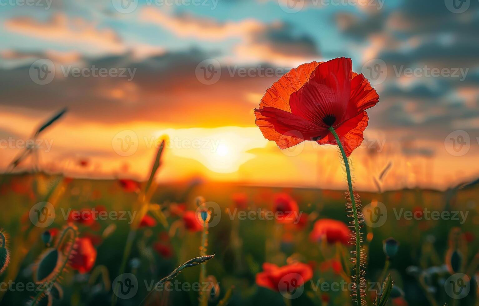 ai gegenereerd rood papaver bloem dichtbij omhoog in de veld- Bij zonsondergang foto