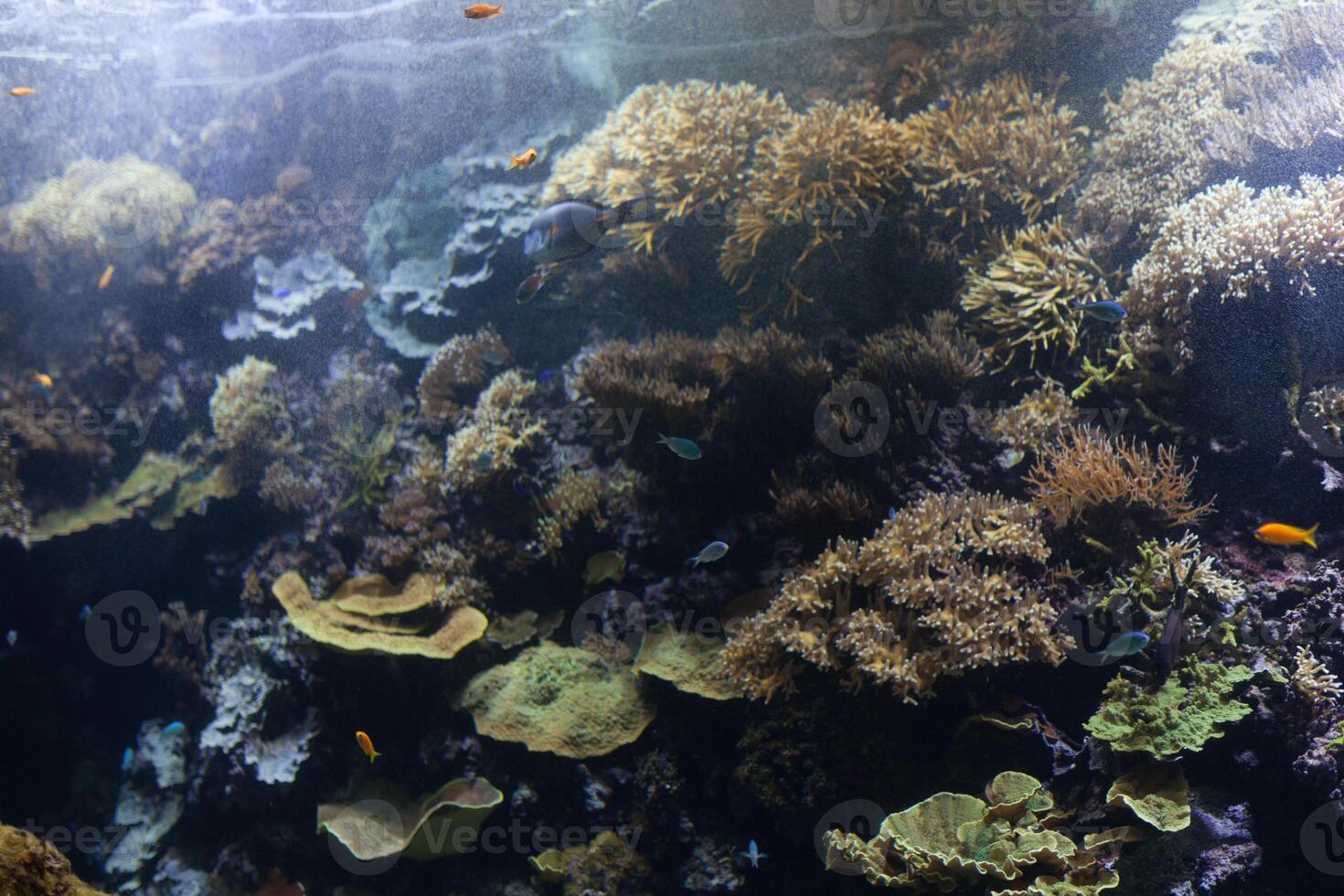 tropisch vis met koralen en algen in blauw water. mooi achtergrond van de onderwater- wereld. foto