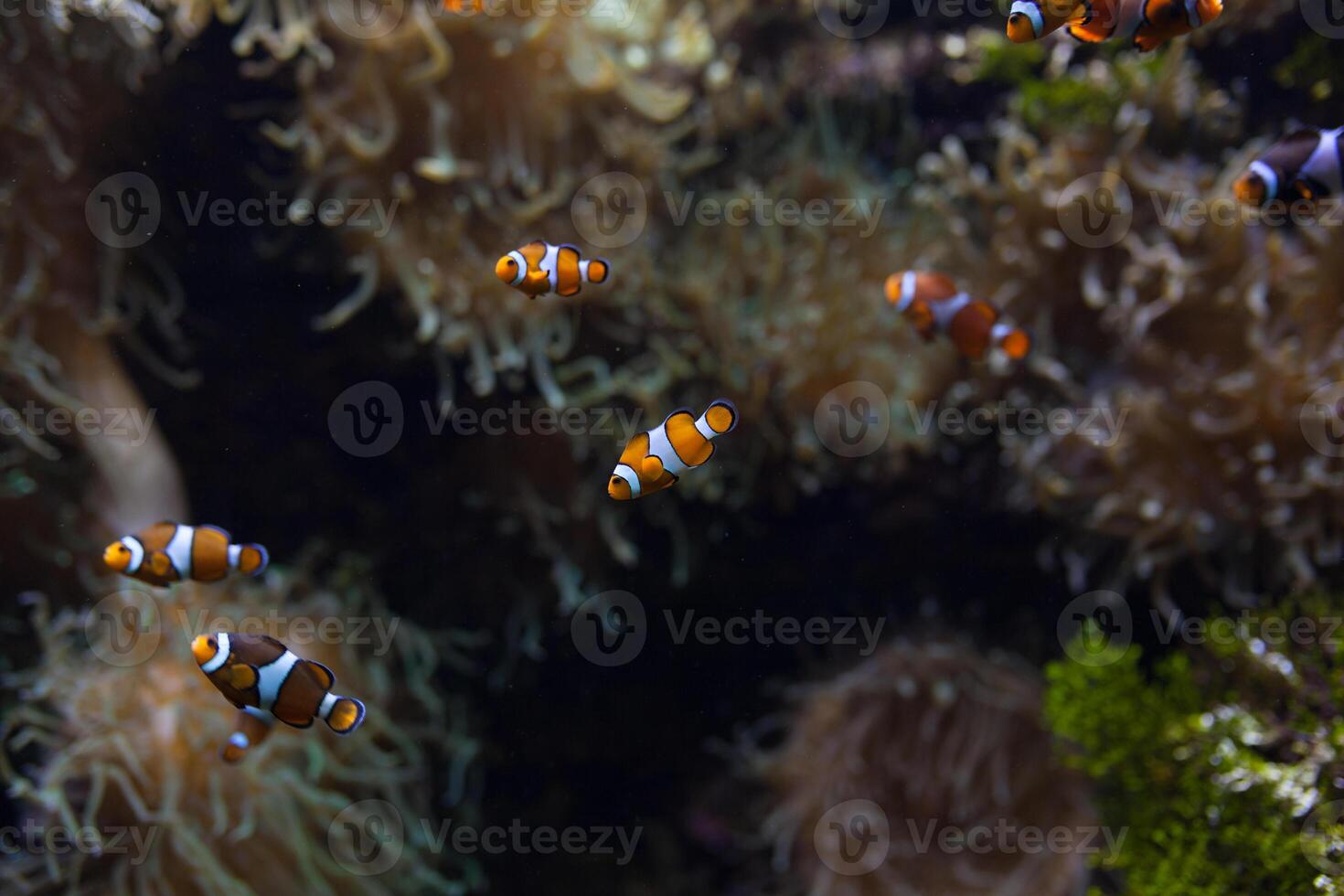 Ocellaris clown vis clown anemonefish clown vis false percula clown vis amphiprion Ocellaris dier onderwater- foto dichtbij omhoog klein vis