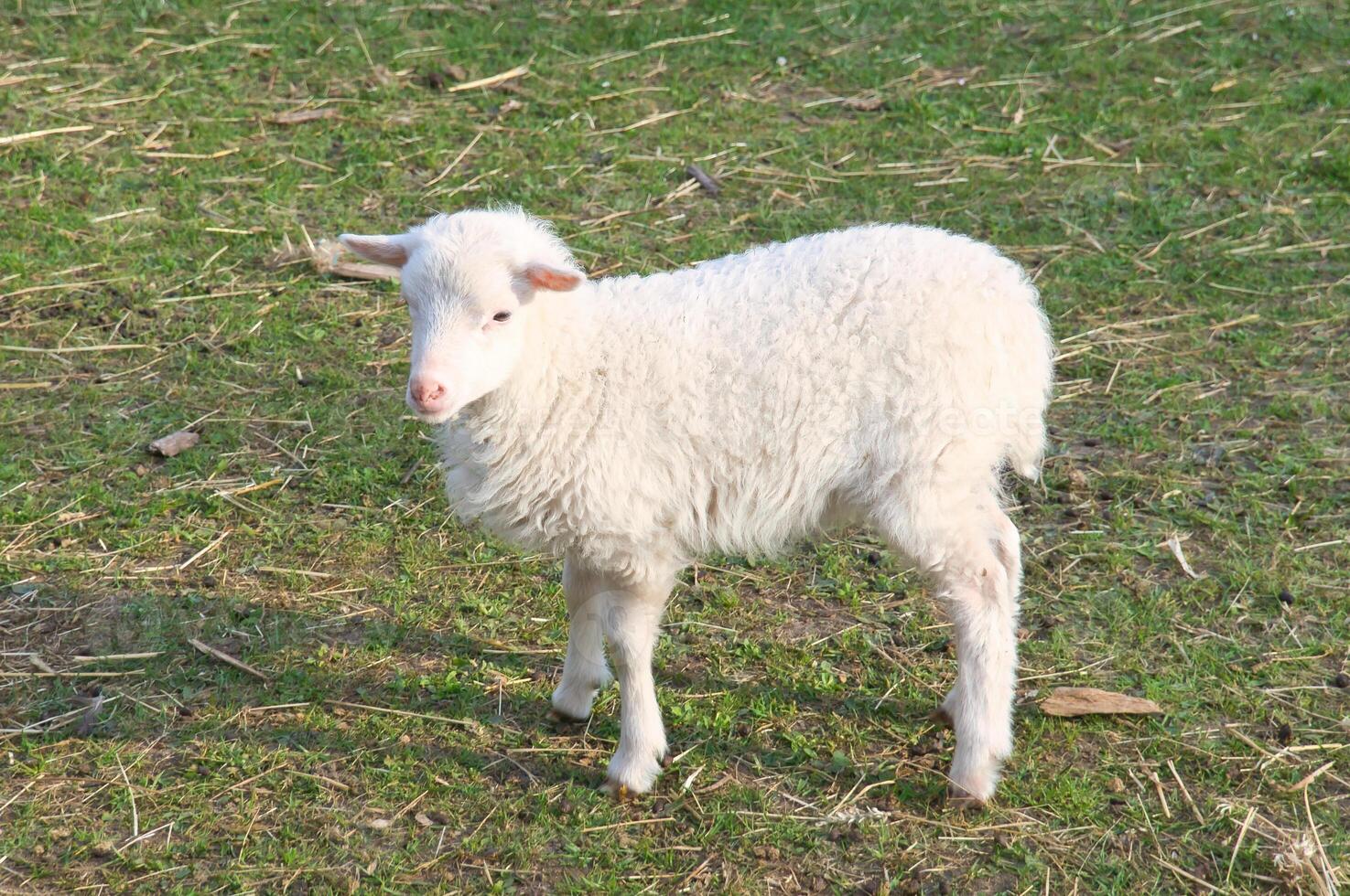 Pasen lam staand Aan een groen weide. wit wol Aan een boerderij dier Aan een boerderij foto