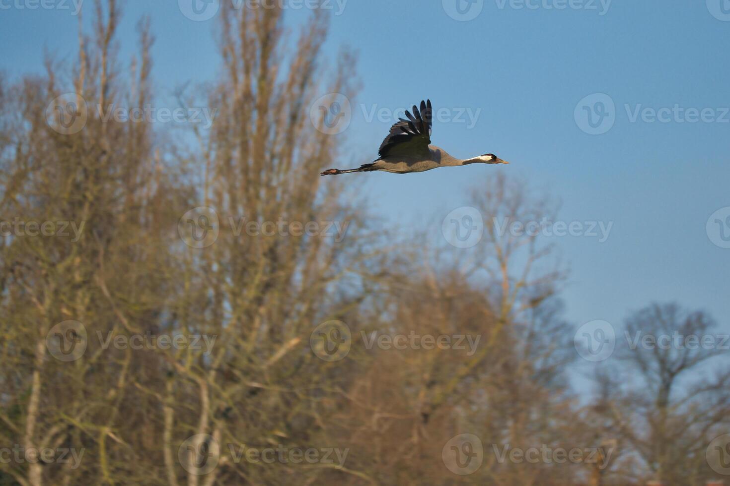 kranen vlieg in de blauw lucht in voorkant van bomen. migrerend vogelstand Aan de schat. dieren in het wild foto