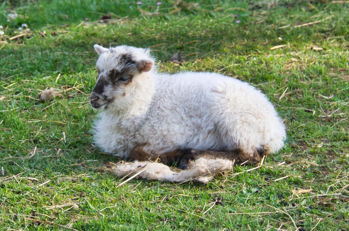 Pasen lam aan het liegen Aan een groen weide. wit wol Aan een boerderij dier Aan een boerderij. dier foto