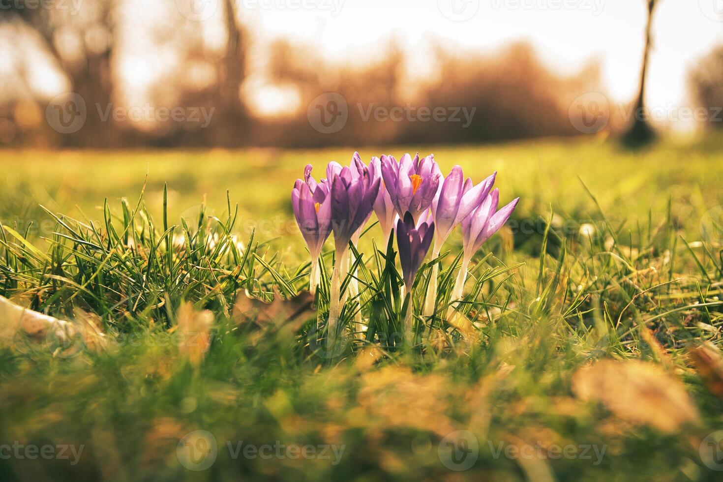 krokussen in een weide in zacht warm licht. voorjaar bloemen dat heraut de lente. bloemen foto