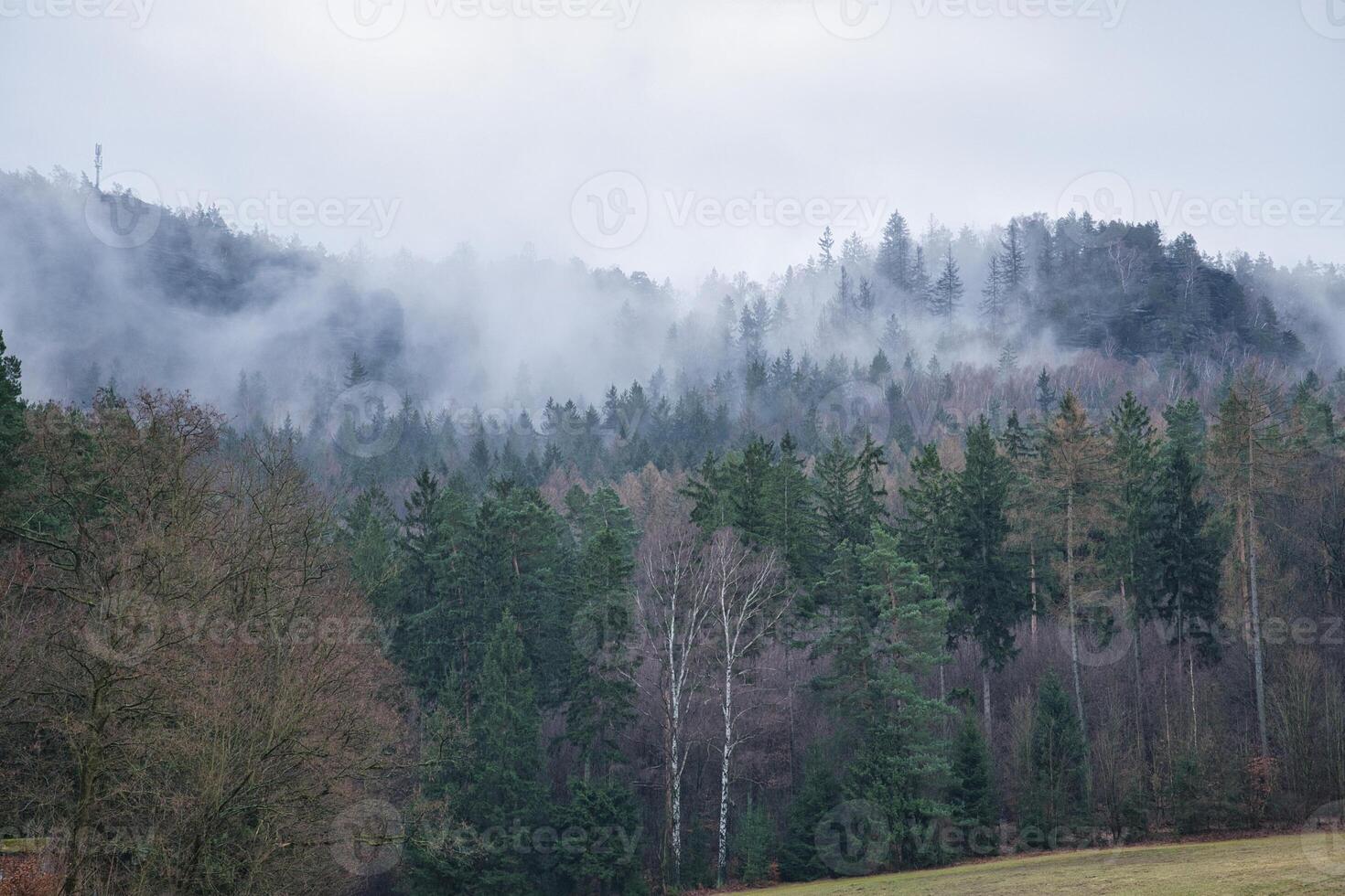 mistig Woud Aan een berg in de Elbe zandsteen bergen. somber atmosfeer foto