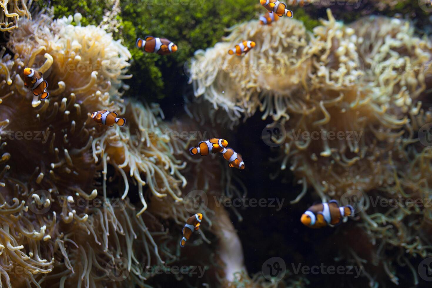 Ocellaris clown vis clown anemonefish clown vis false percula clown vis amphiprion Ocellaris dier onderwater- foto dichtbij omhoog klein vis