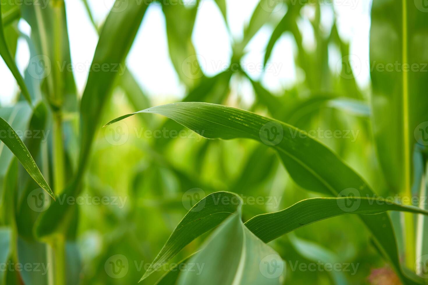 maïs agrarisch veld- dichtbij omhoog zomer oogsten seizoen foto