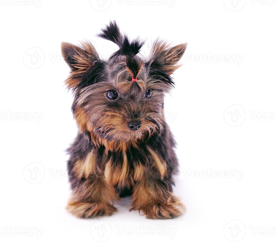 yorkshire terrier voor een witte achtergrond foto