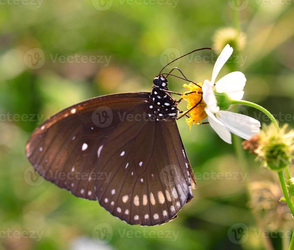 vlinder op bloem in de tuin foto