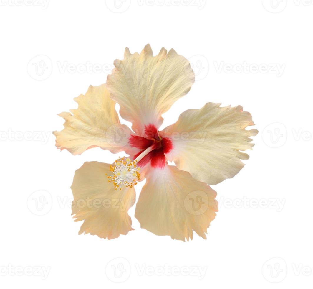 bloem geïsoleerd op een witte achtergrond foto