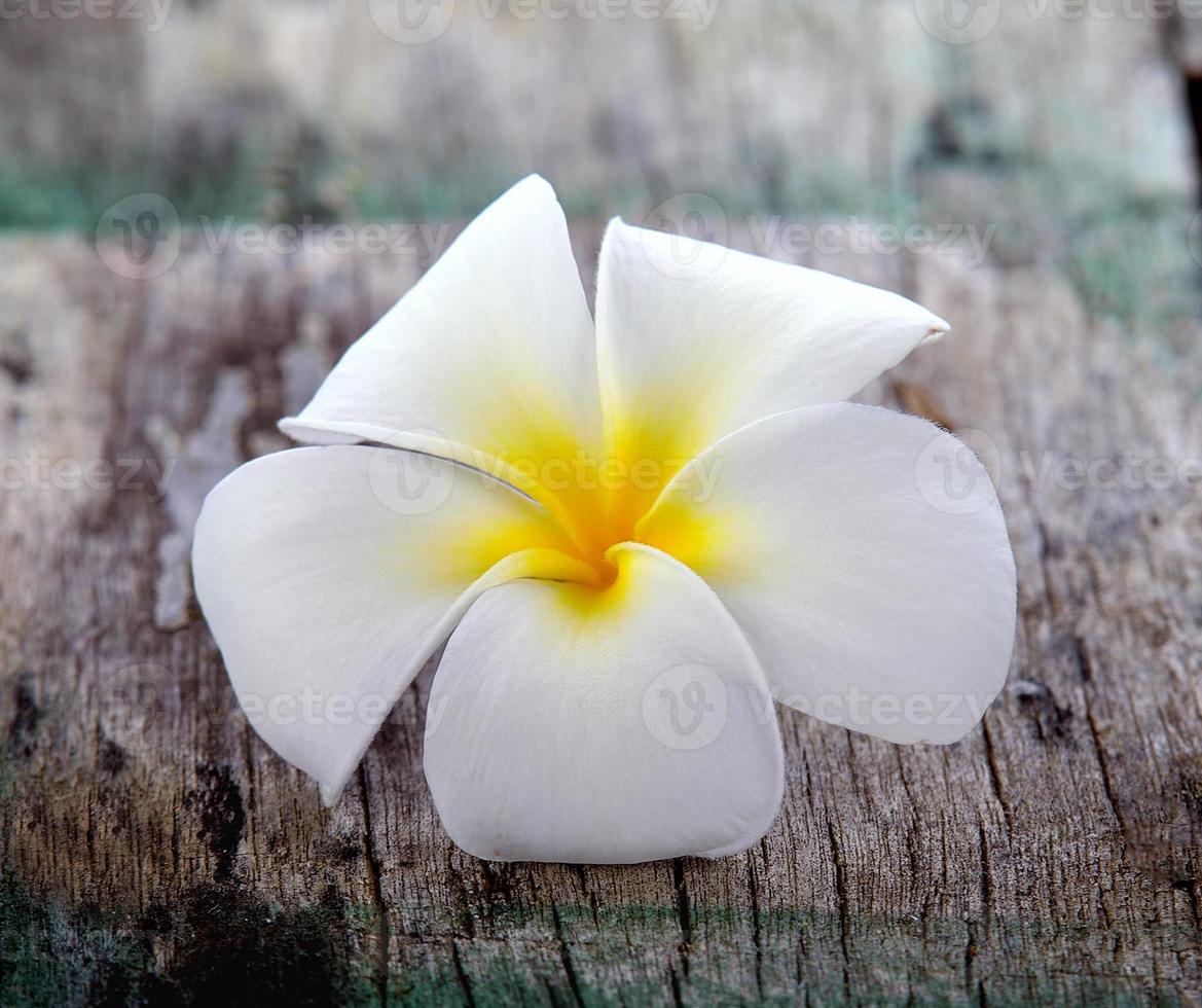 frangipani bloem op houten foto