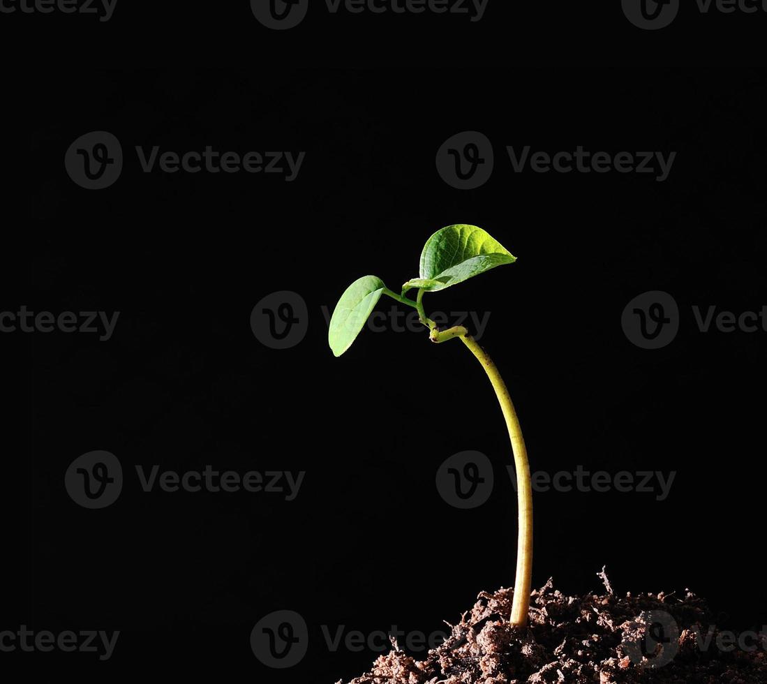 jonge plant geïsoleerd op witte achtergrond foto