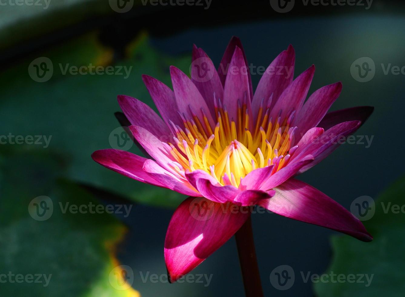 bloesem lotusbloem in Japanse vijver foto