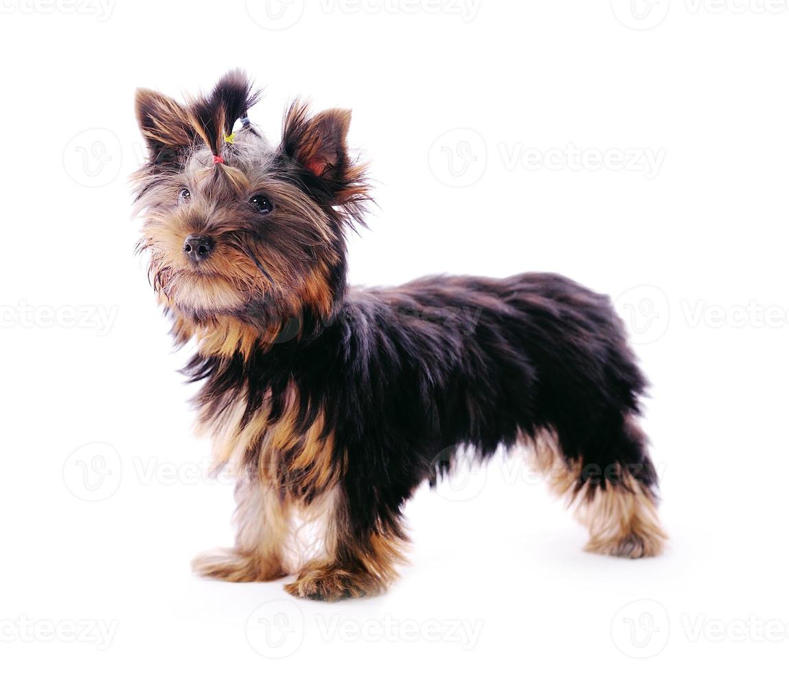 yorkshire terrier puppy geïsoleerd op wit foto