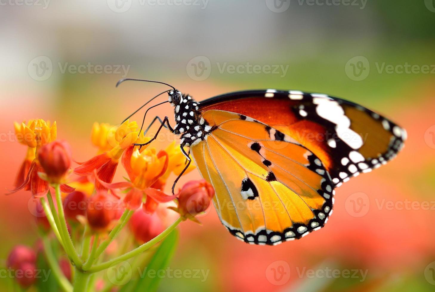 vlinder op oranje bloem in de tuin foto