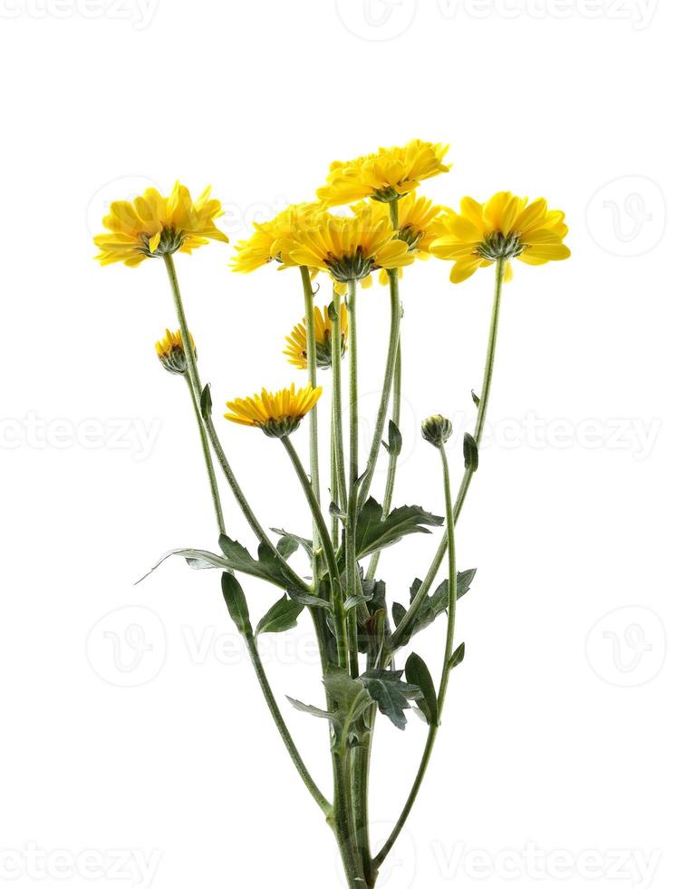 gele chrysant bloem met blad foto