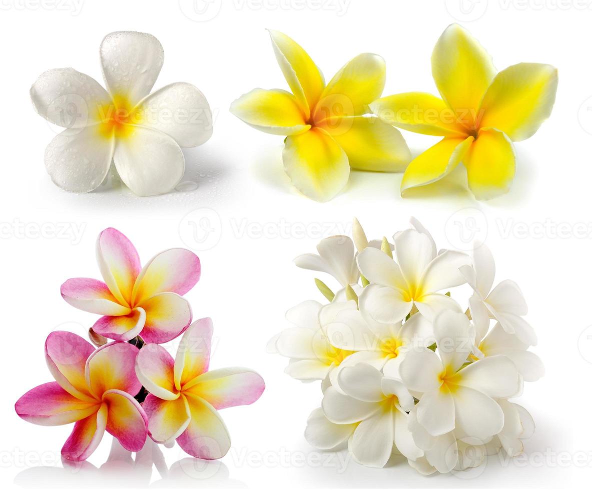 frangipani bloem geïsoleerd op wit op witte achtergrond foto