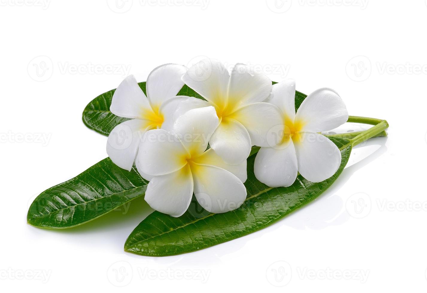 frangipani bloem geïsoleerde witte achtergrond foto