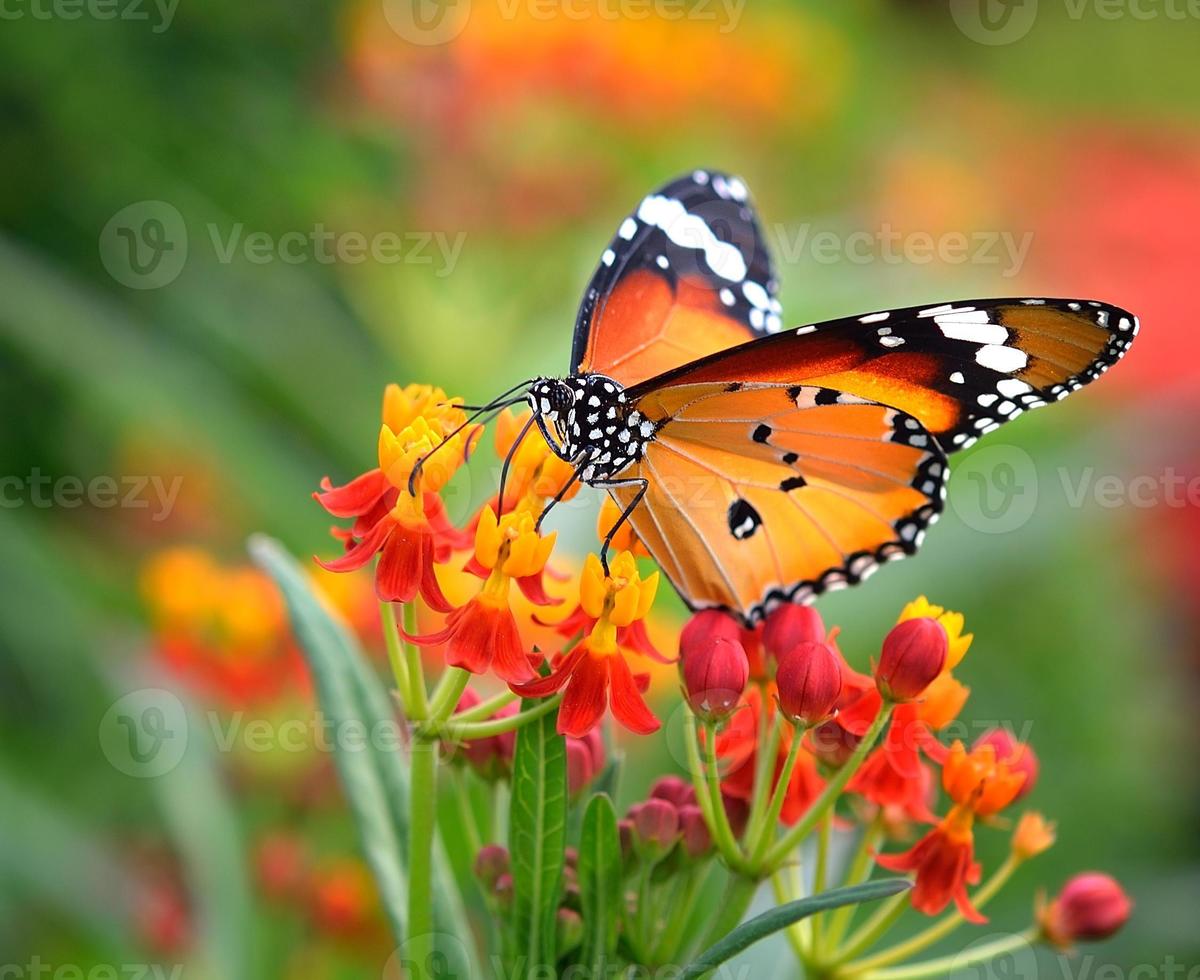 vlinder op oranje bloem foto