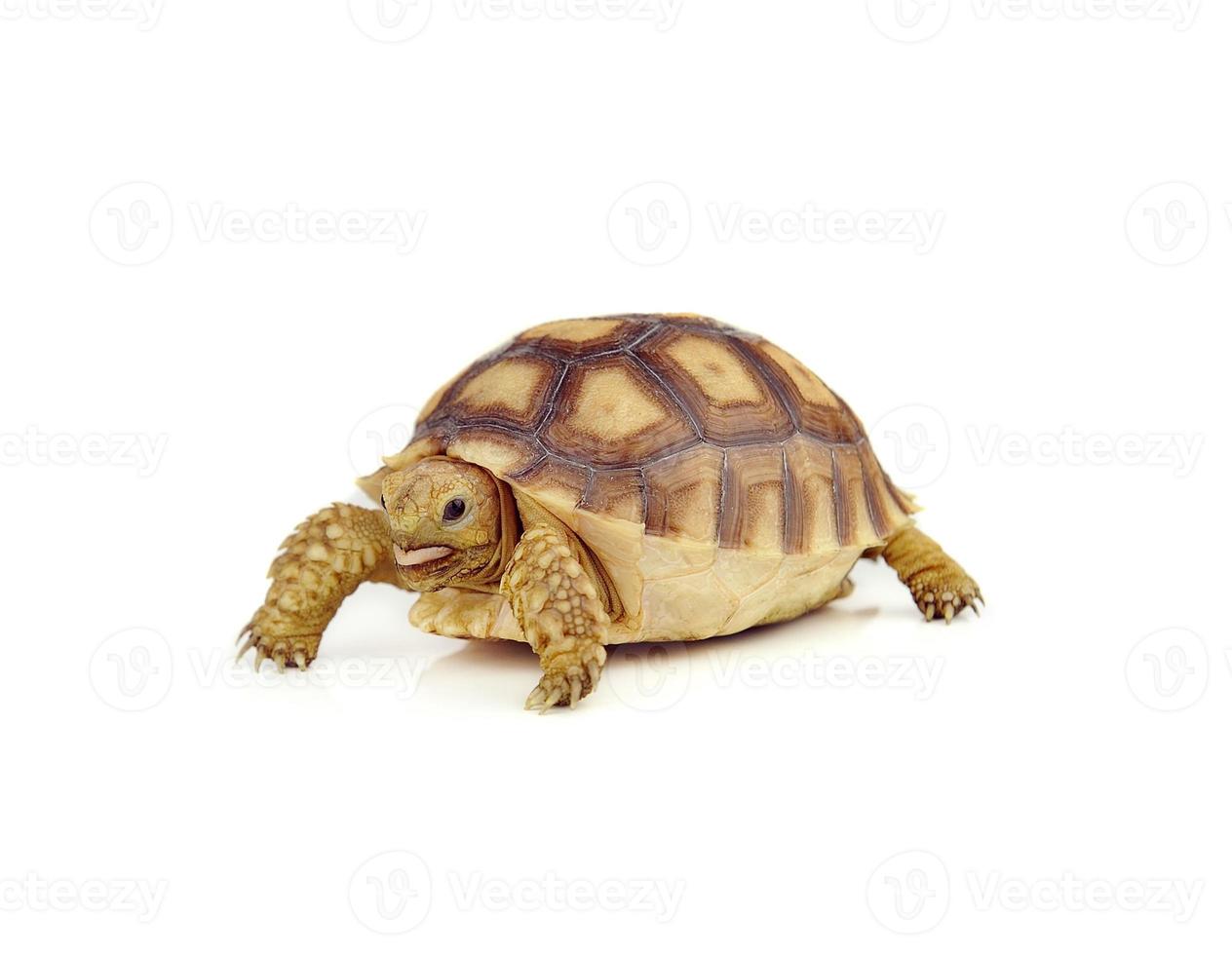 schildpad op over witte achtergrond foto