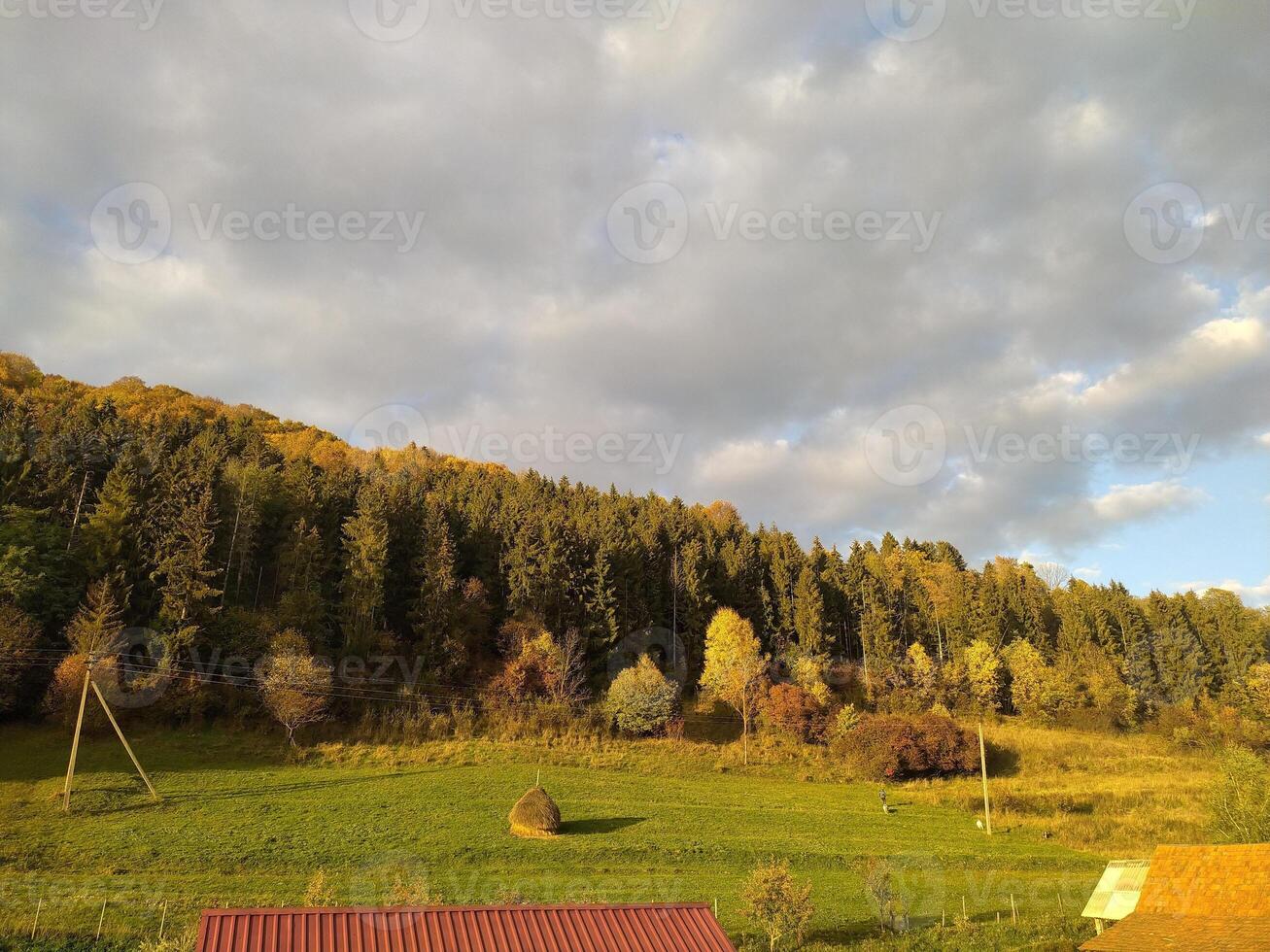 naald- herfst Woud in de stralen van een warm zonsondergang. foto. foto