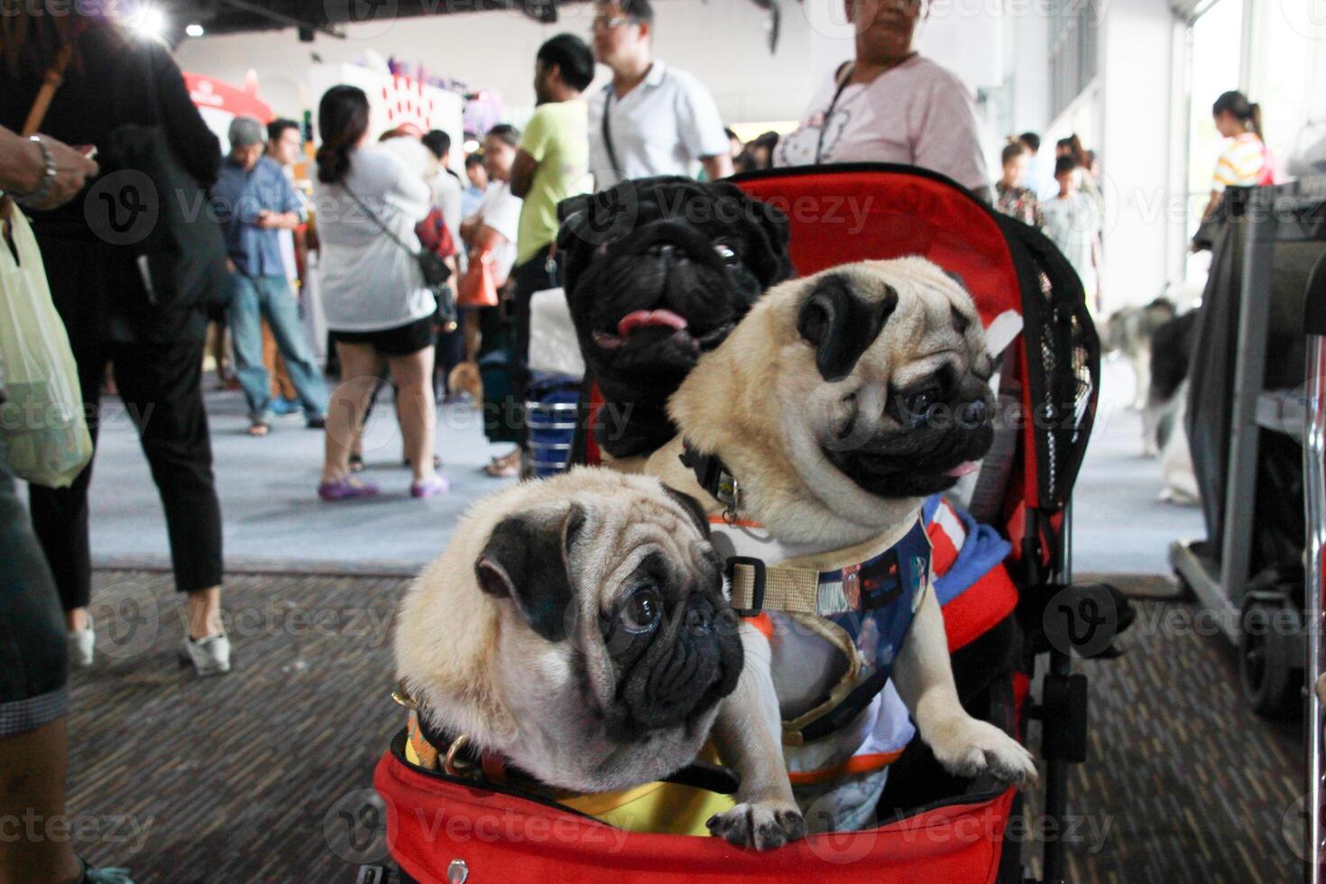 dichtbij omhoog lief paar van mopshond puppy op zoek omhoog met schattig gezicht in de hond kar in huisdier expo hal foto