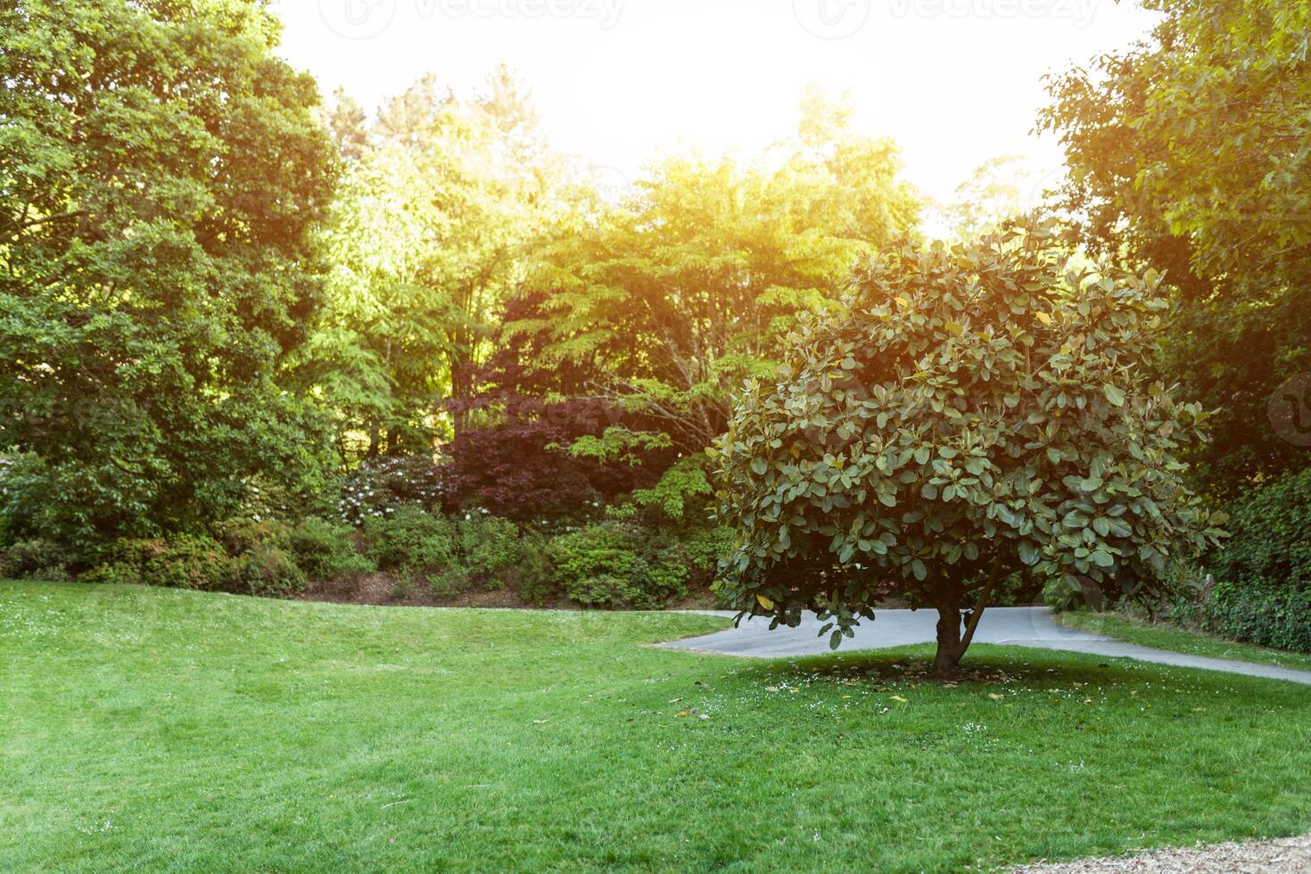 eenzaam groot groen boom met zon stralen zonsondergang zonsopkomst verticaal. kan worden gebruikt voor groen Woud, park, milieu en zomer thema's foto