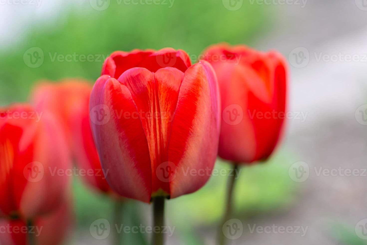 mooie rode bloementulpen op een vage de lenteachtergrond foto