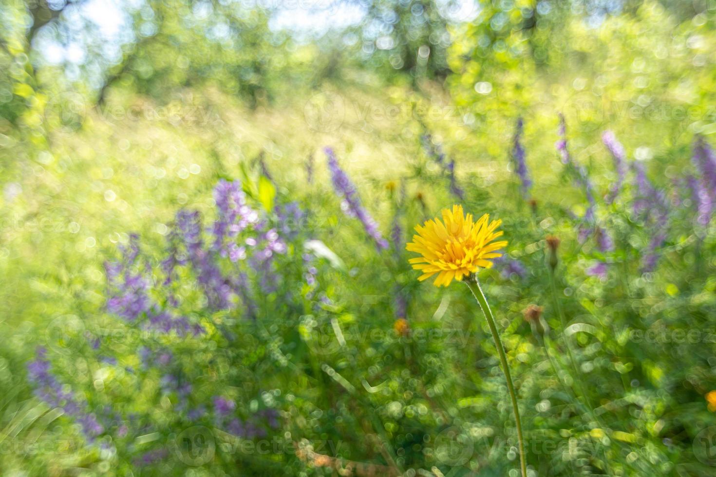 gele kulbaba tegen de achtergrond van wikke bloemen op een heldergroene achtergrond van de tuin. foto