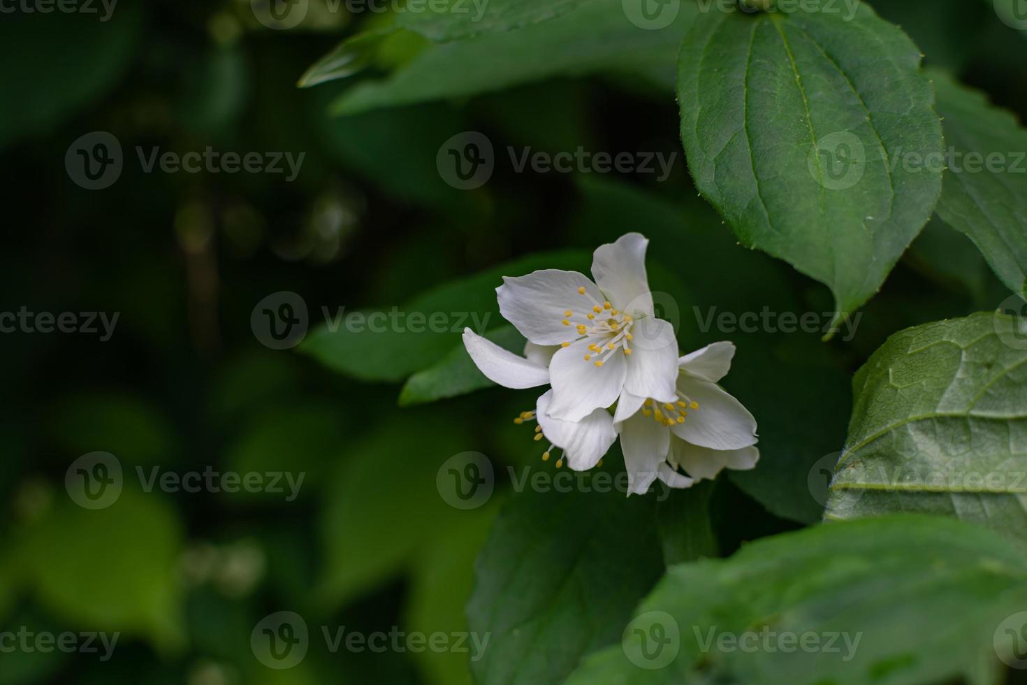 witte jasmijnbloemen op een donkergroene struik. foto