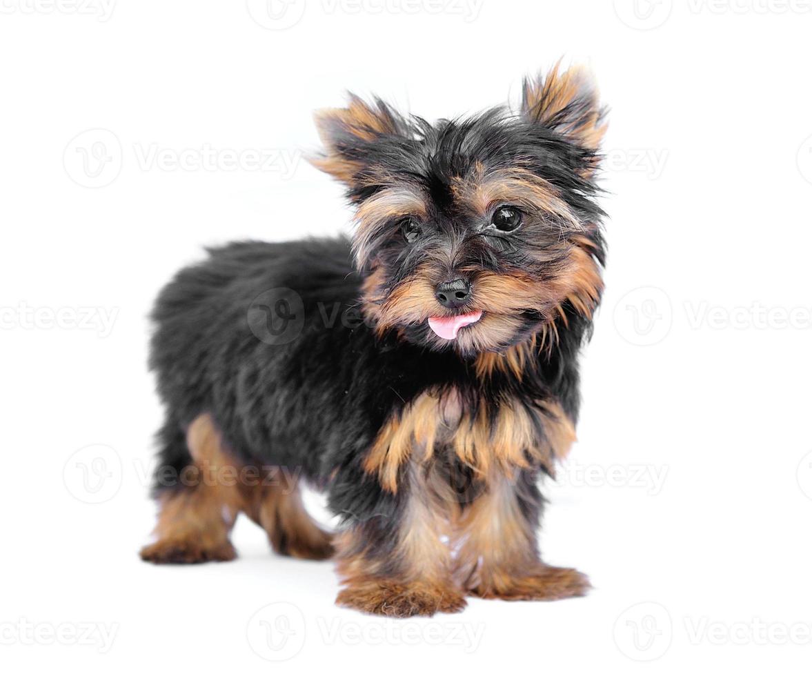 Yorkshire terrier voor een witte achtergrond foto