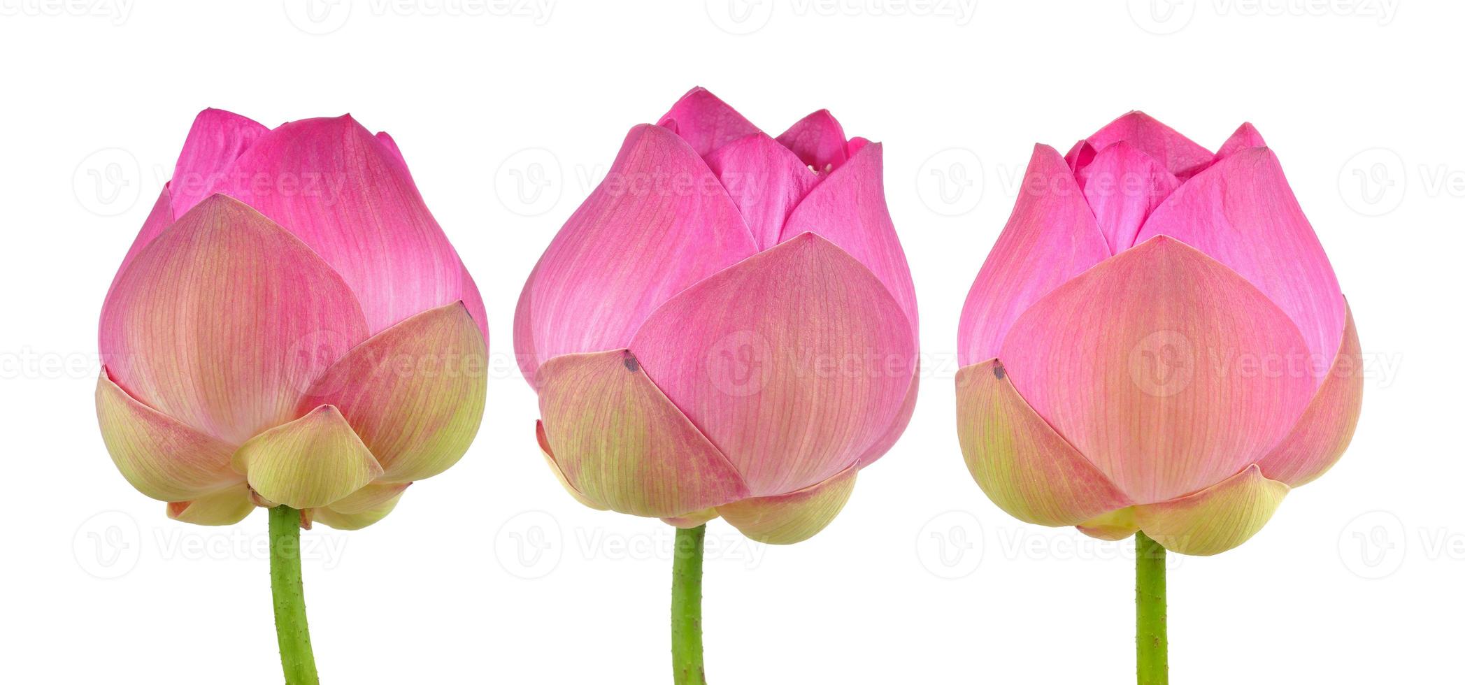 roze lotus op witte achtergrond foto