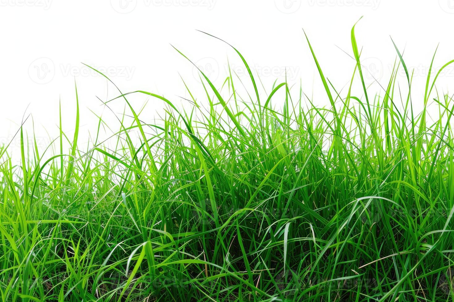 ai gegenereerd wit achtergrond met geïsoleerd gras. foto