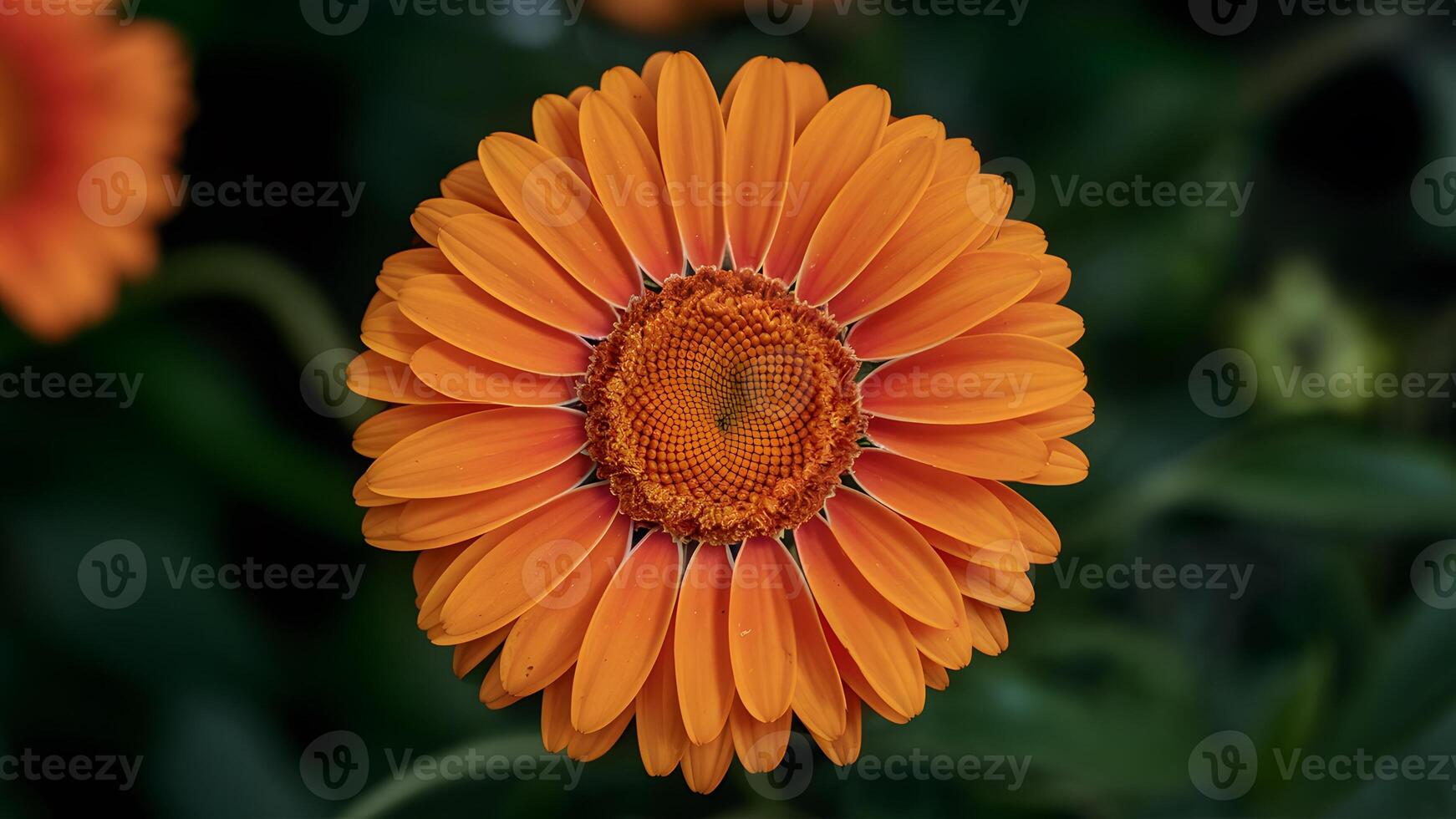 ai gegenereerd helder levendig oranje gerber madeliefje bloeien in dichtbij omhoog schot foto